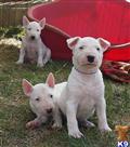bull terrier puppy posted by nello72