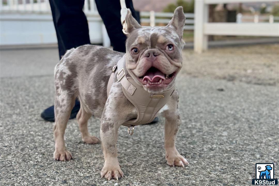 a french bulldog dog wearing a harness