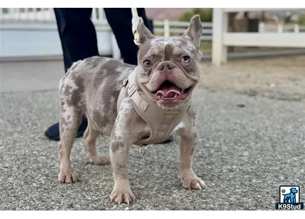 a french bulldog dog wearing a harness