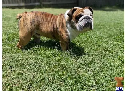 Bulldog