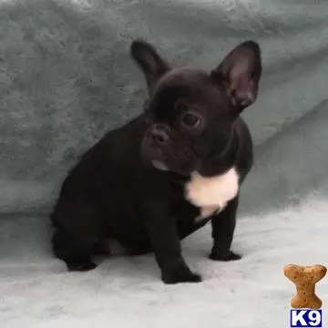 French Bulldog puppy for sale