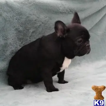 French Bulldog puppy for sale