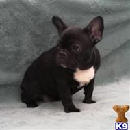 french bulldog puppy posted by nelson70