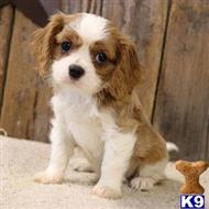 cavalier king charles spaniel puppy posted by nersteras