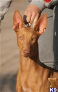 pharaoh hound puppy posted by nescaland