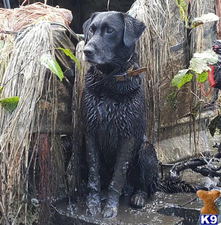 Labrador Retriever puppy for sale