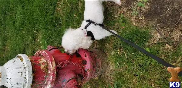 Maltipoo stud dog