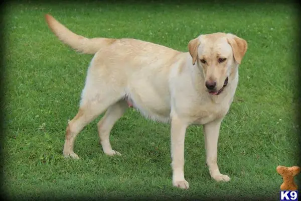 Labrador Retriever puppy for sale