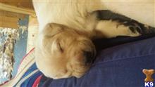 labrador retriever puppy posted by netteandbutch