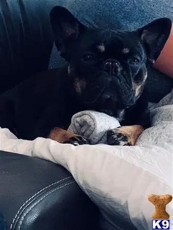 French Bulldog female dog