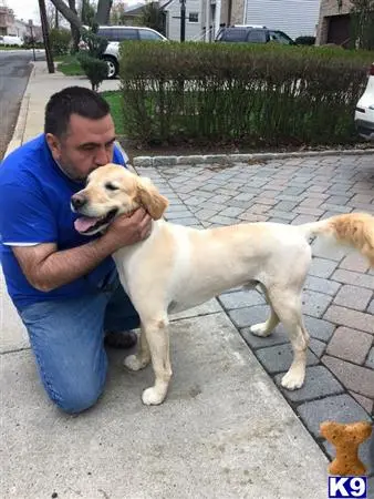 Golden Retriever stud dog