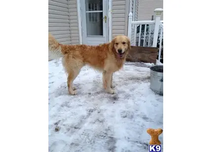 Golden Retriever