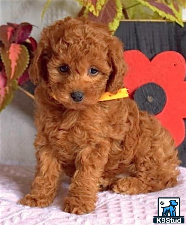 a maltipoo dog wearing a garment