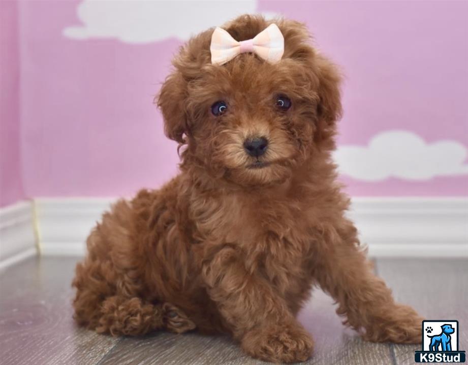 a maltipoo dog sitting on a couch
