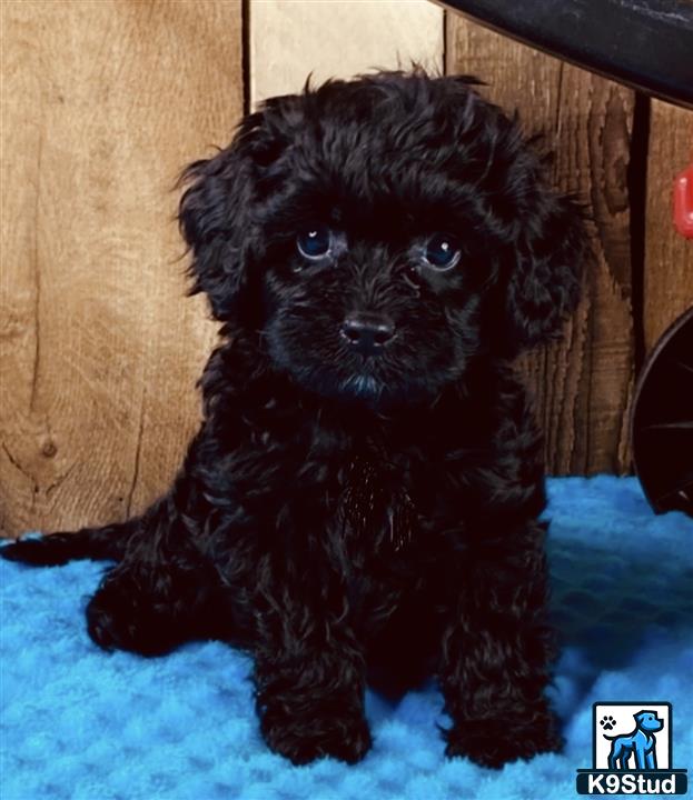 a small black yorkshire terrier dog
