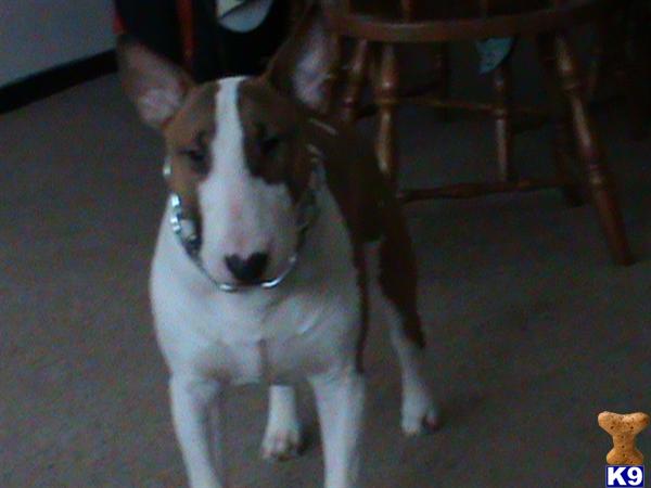 Bull Terrier stud dog