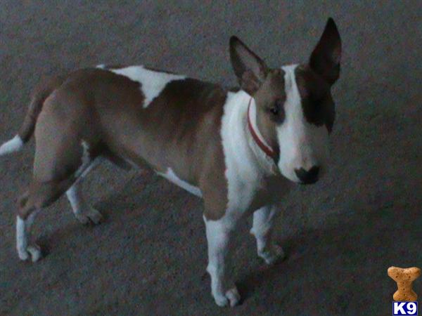 Bull Terrier stud dog