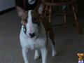 Bull Terrier stud dog: Brown and white Bull Terrier standing indoors with a collar