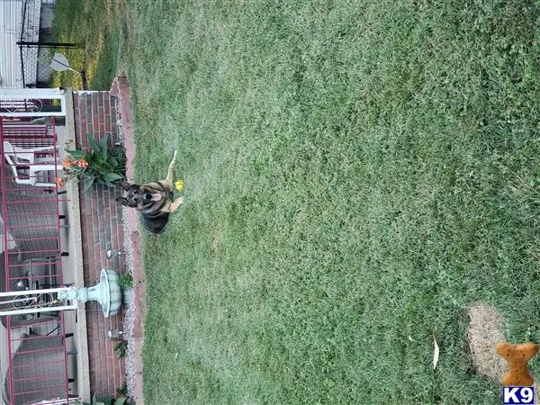 German Shepherd stud dog: a person standing in a grassy area