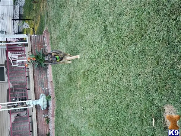German Shepherd stud dog: a cat in a yard