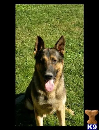German Shepherd stud dog: a german shepherd dog sitting on grass
