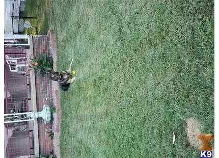 German Shepherd stud dog: a person standing in a grassy area