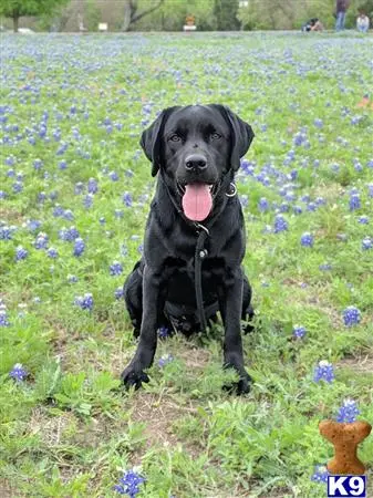 Labrador Retriever stud dog