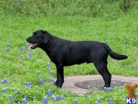 Labrador Retriever stud dog