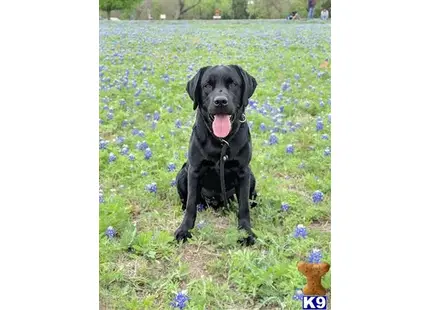 Labrador Retriever