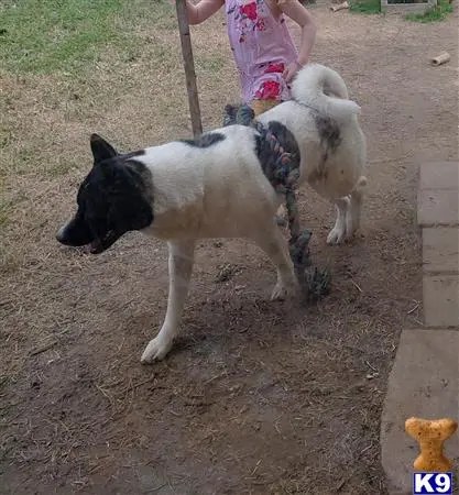 Akita stud dog