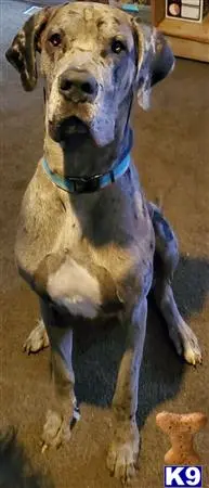 Great Dane stud dog