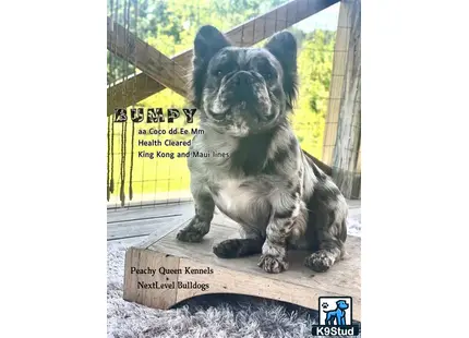a french bulldog dog sitting on a wooden surface