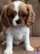 cavalier king charles spaniel puppy posted by nforterasa