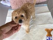 maltipoo puppy posted by ngbreeder