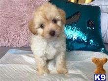 maltipoo puppy posted by ngbreeder