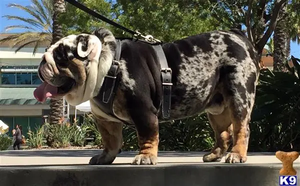 Bulldog stud dog