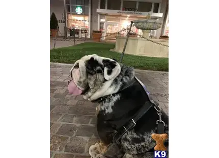 a english bulldog dog with its tongue out
