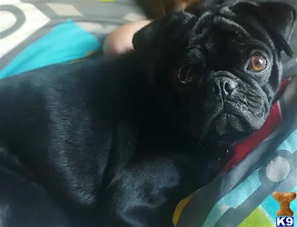 Pug