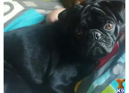 Pug