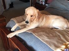 Sir Rocky Bigguns available Golden Retriever puppy located in WAYNESVILLE