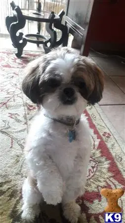 Shih Tzu stud dog