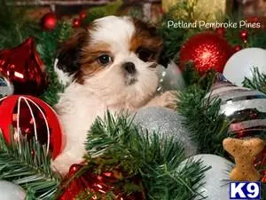 Shih Tzu stud dog