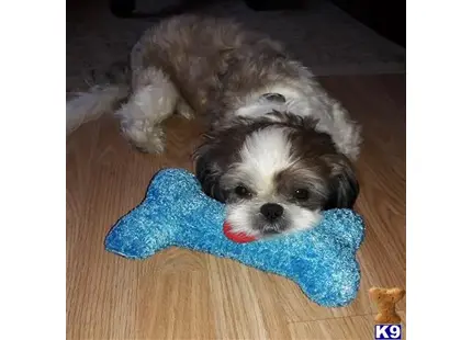 Shih Tzu