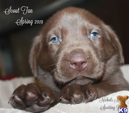 Labrador Retriever puppy for sale