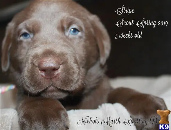 Labrador Retriever puppy for sale