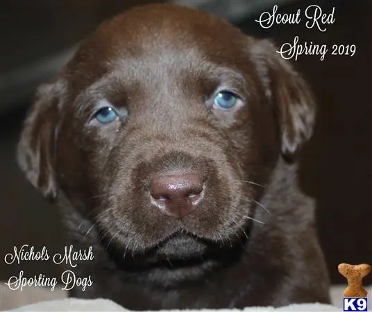 Labrador Retriever puppy for sale