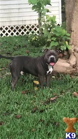 American Bully stud dog