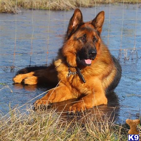 a german shepherd dog lying in the grass