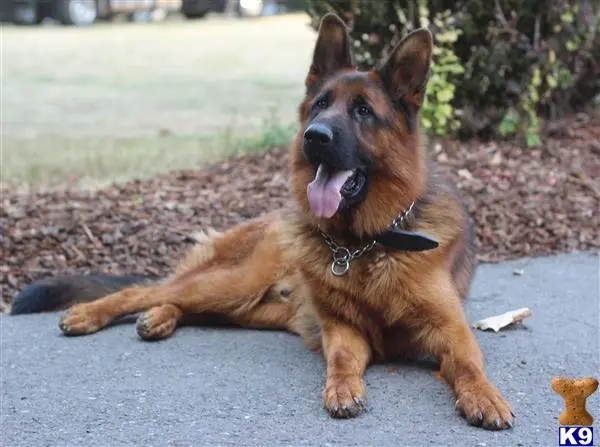 German Shepherd stud dog