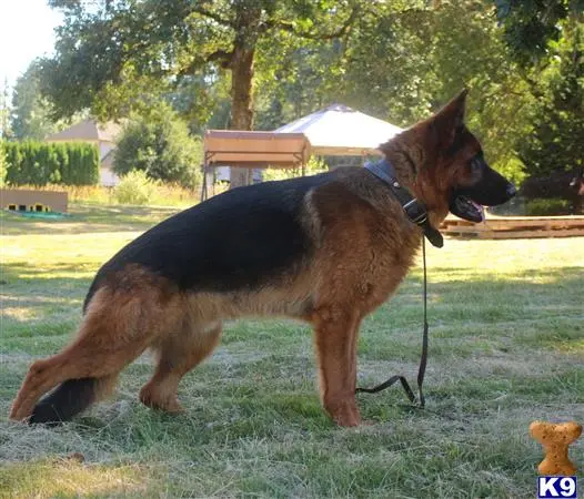 German Shepherd stud dog